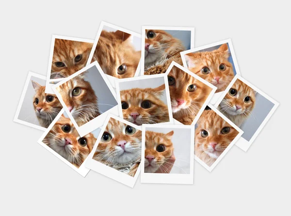 stock image Funny orange cat, collage of photos for your design