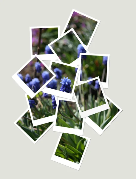 Bloemen, collage van foto's voor uw ontwerp — Stockfoto