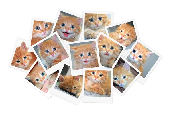Funny orange kitten, collage of photos for your design — Stock Photo, Image