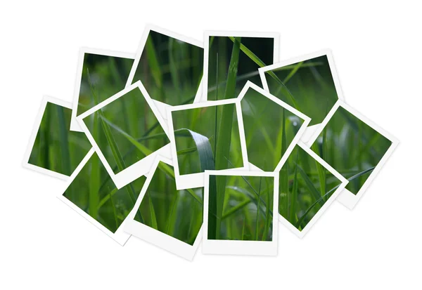 Yeşil çimen, tasarımınız için fotoğrafları kolaj bir — Stok fotoğraf