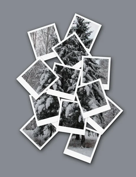 Winter forest, collage of photos for your design — Stock Photo, Image