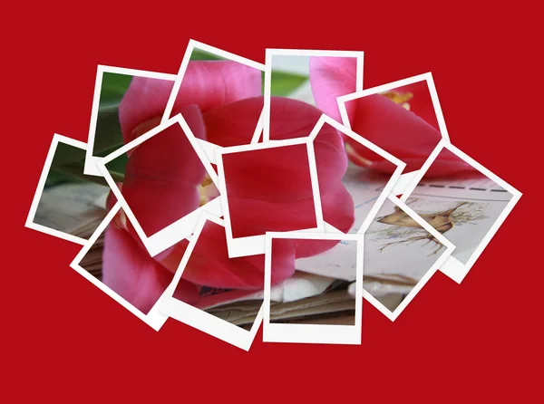 Blommor, collage av bilder för din design — Stockfoto