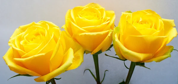 Żółte róże z zielonych liści — Zdjęcie stockowe