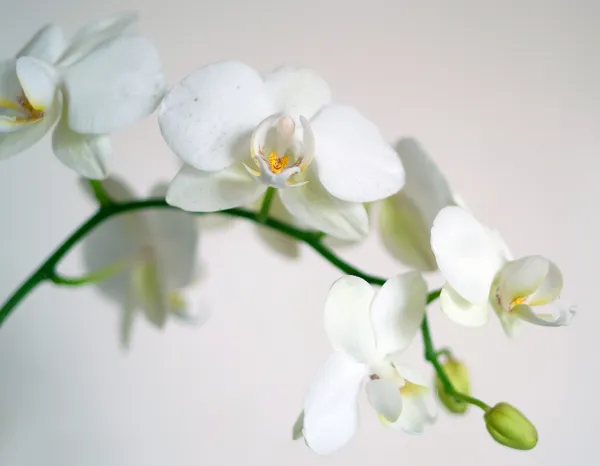 Orchid flowers on light — Stock Photo, Image
