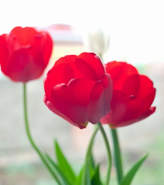 Tulips on light — Stock Photo, Image