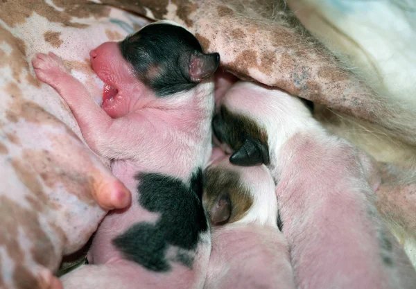 Yeni doğan yavruları — Stok fotoğraf