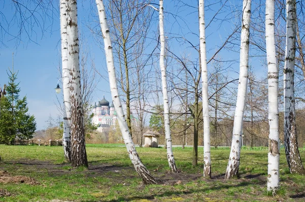 stock image Birch-trees