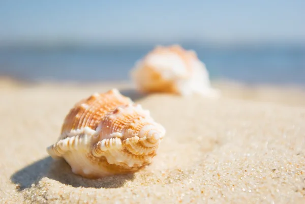 Stock image Shells