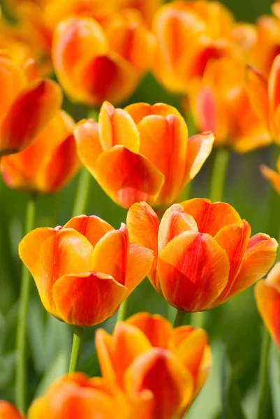 Żółte tulipany — Zdjęcie stockowe