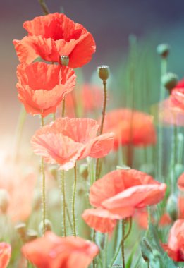 Wild poppies clipart