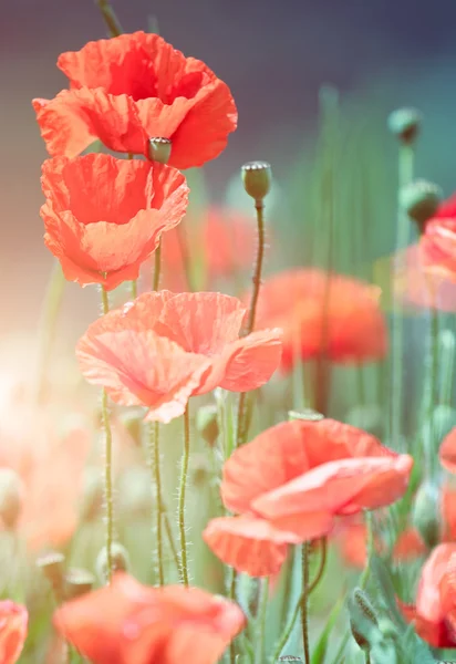 Wild poppies — Stock Photo, Image