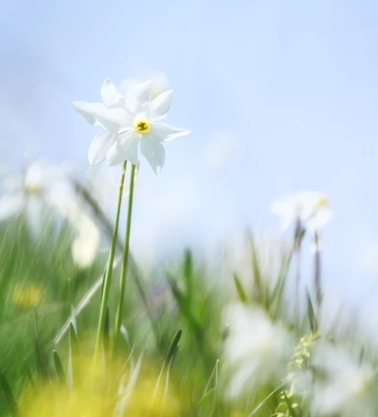 stock image Wild narcissus