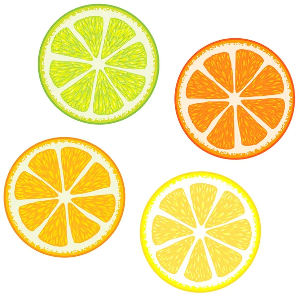 Segmenten van citrusvruchten — Stockvector