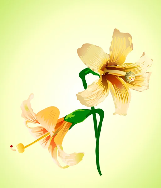 Zarif çiçeği — Stok Vektör