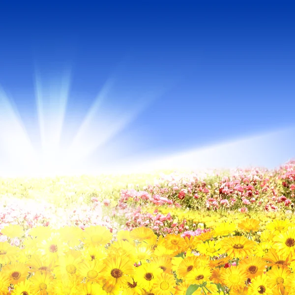 Prados de flores con sol brillante —  Fotos de Stock