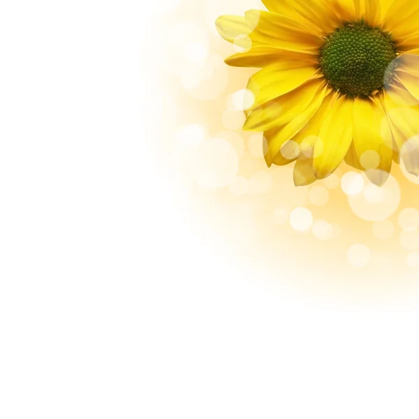 Beyaz arkaplanda çiçekler — Stok fotoğraf