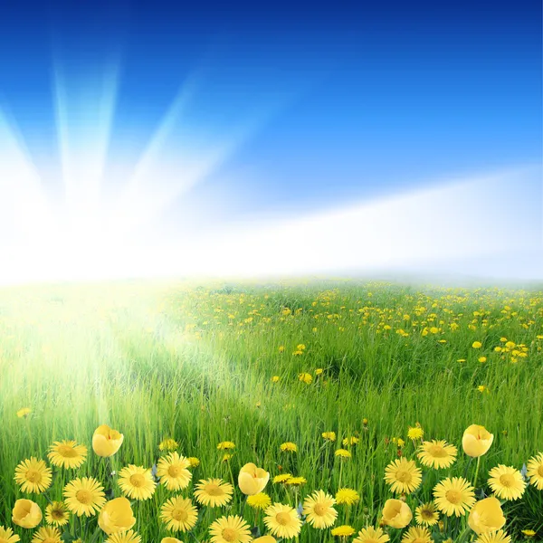 Prados de flores con sol brillante —  Fotos de Stock