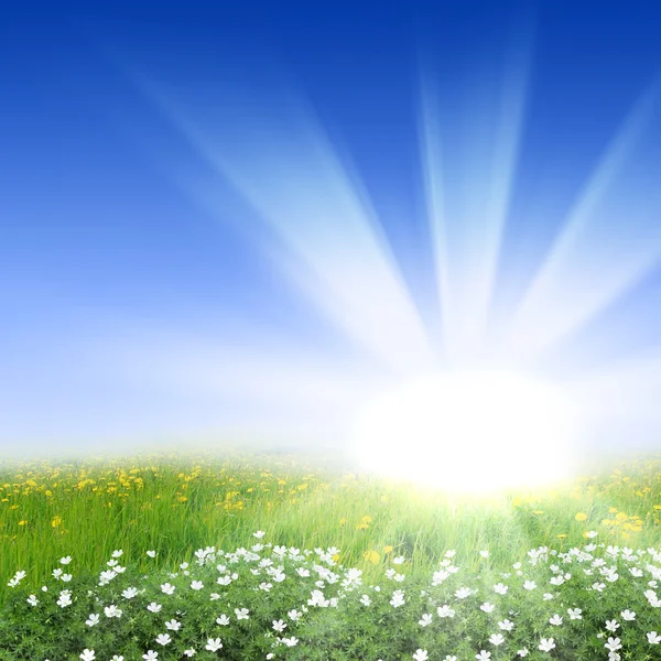 Prados de flores com sol brilhante — Fotografia de Stock