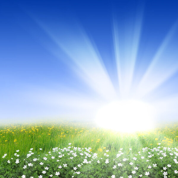 Picture of a meadow full of flowers and shining sun