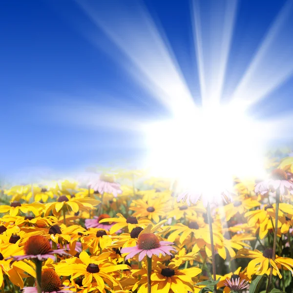 Bloem weiden met glanzende zon — Stockfoto