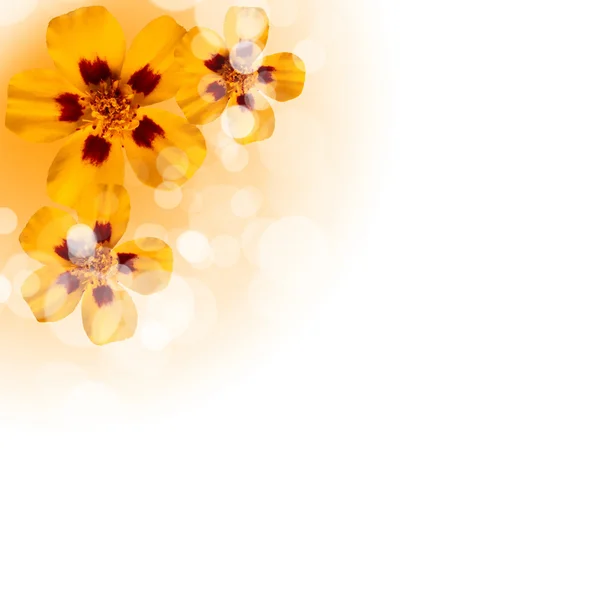 Blommor på den vita bakgrunden — Stockfoto