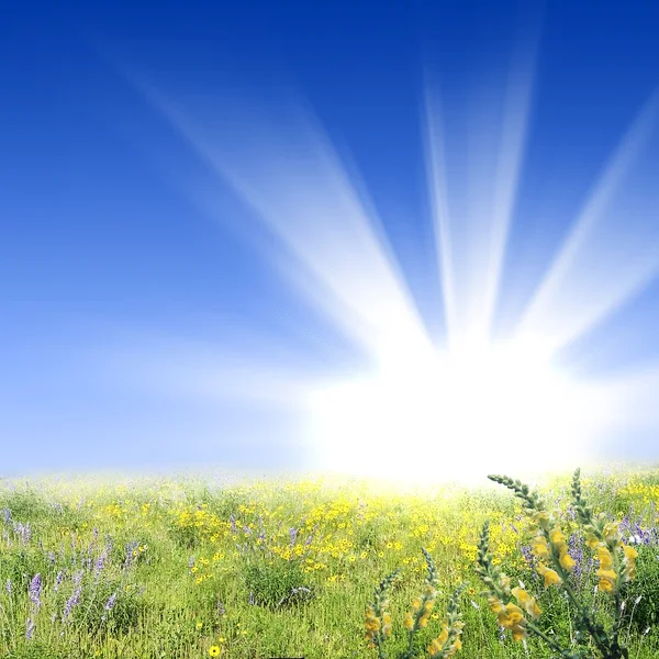 Blumenwiesen mit strahlender Sonne — Stockfoto