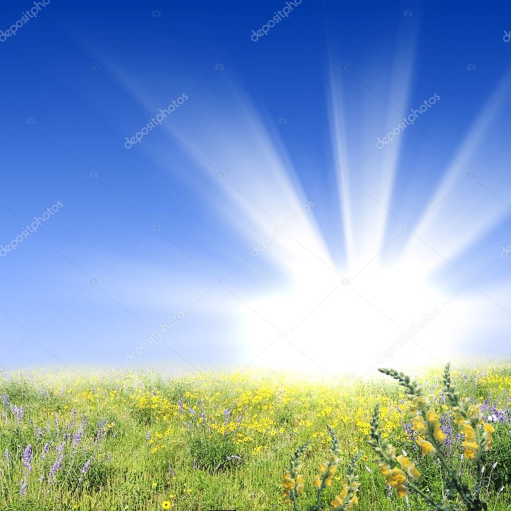 Flower meadows with shining sun