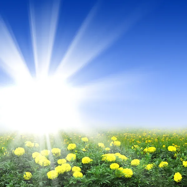 Blumenwiesen mit strahlender Sonne — Stockfoto