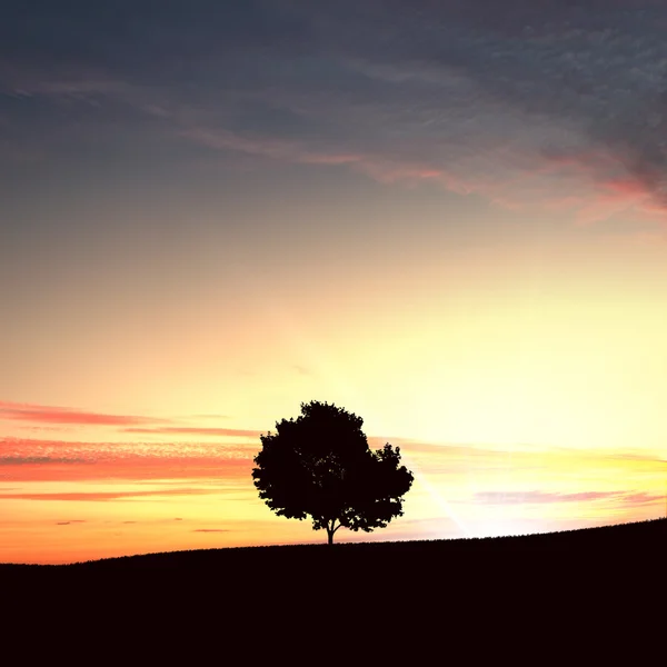 Árbol solitario y puesta de sol — Foto de Stock
