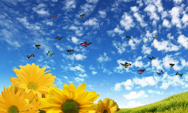 Krásné květiny proti modré obloze — 图库照片