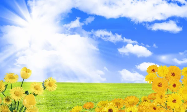 青い空を背景に美しい花 — ストック写真