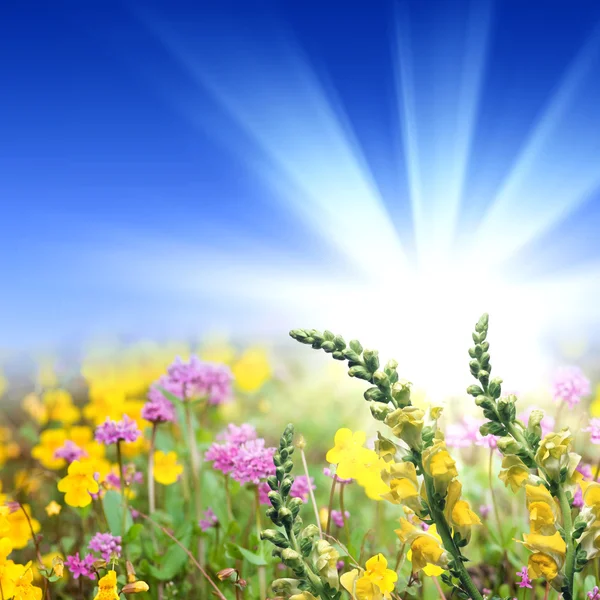 Meadow full of flowers — Stock Photo, Image