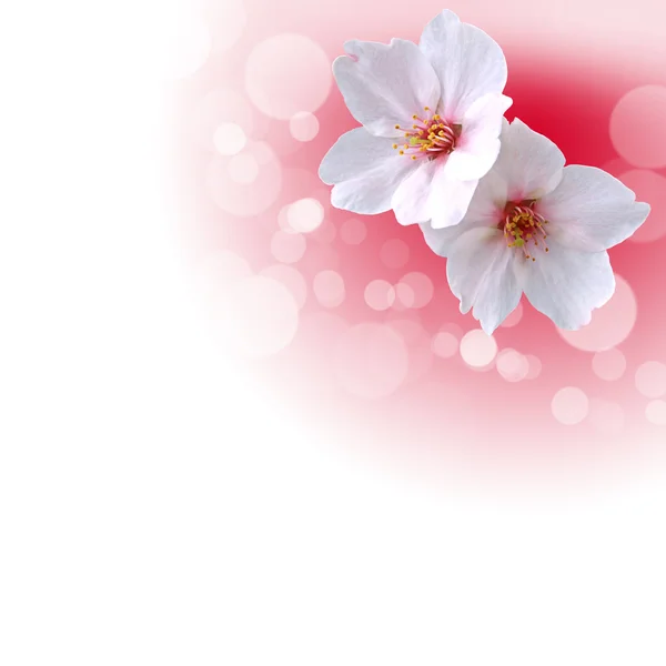 Blumen auf dem weißen Hintergrund — Stockfoto