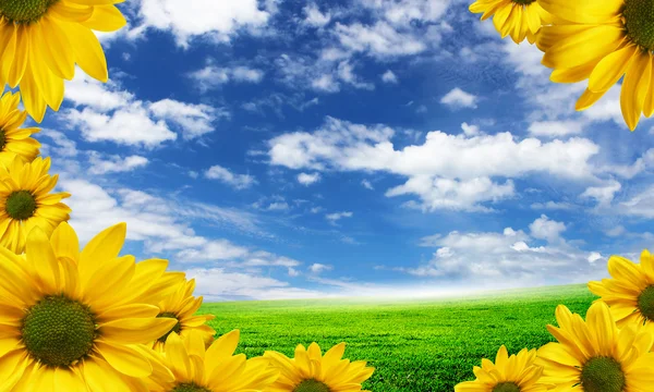 Lindas flores contra o céu azul — Fotografia de Stock
