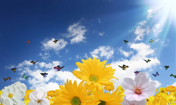 Vackra blommor mot den blå himlen — Stockfoto