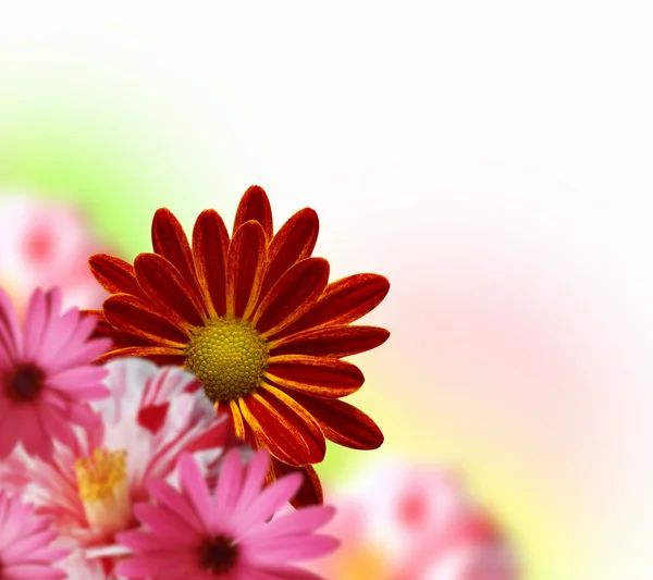Πολύχρωμο λουλούδι φόντο — Φωτογραφία Αρχείου