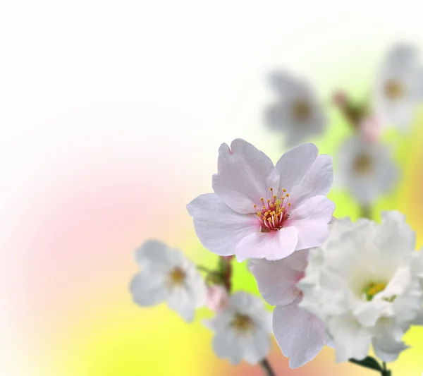 Πολύχρωμο λουλούδι φόντο — Φωτογραφία Αρχείου