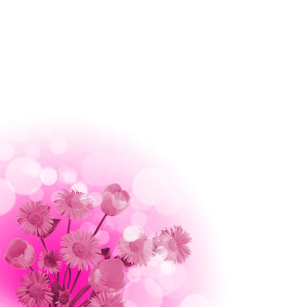 Květiny na bílém pozadí — Stock fotografie
