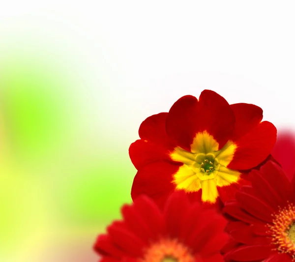 Kleurrijke bloem achtergrond — Stockfoto