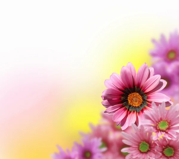 Renkli çiçek arka plan — Stok fotoğraf