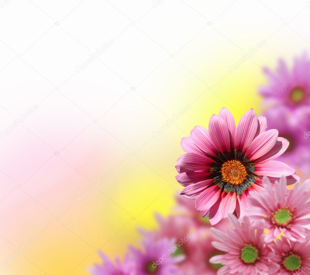 Colourful flower background Stock Photo by ©SergeyNivens 5685622