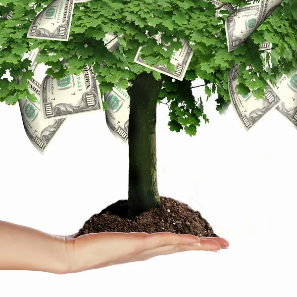 Strom peněz — Stock fotografie