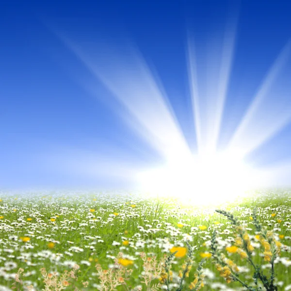 輝く太陽と花の牧草地 — ストック写真