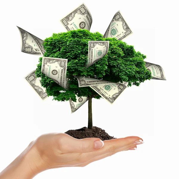 Money Tree — Stock Photo, Image