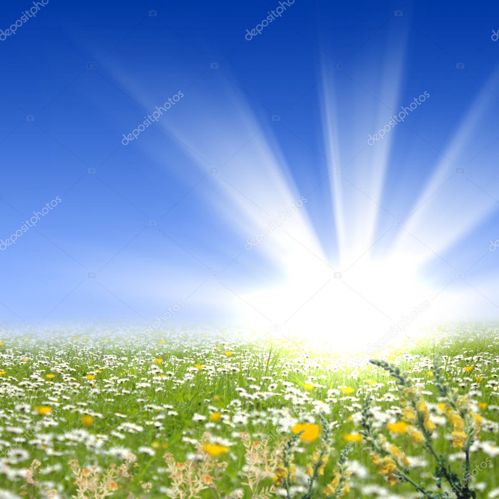 Flower meadows with shining sun