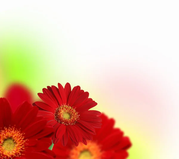 Färgstark blomma bakgrund — Stockfoto