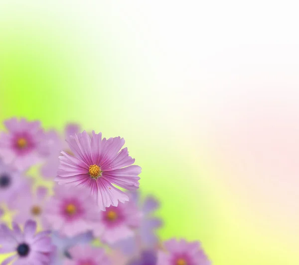 Fundo colorido da flor — Fotografia de Stock
