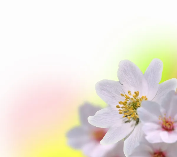 Kleurrijke bloem achtergrond — Stockfoto