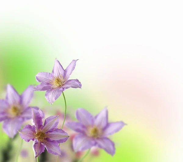 Färgstark blomma bakgrund — Stockfoto