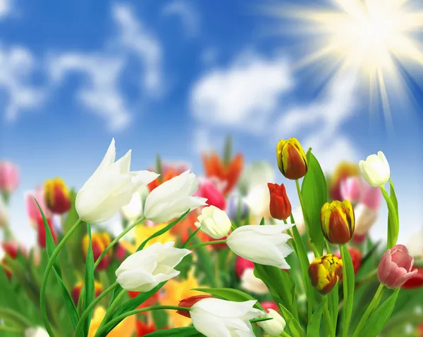 Цветочные поля тюльпанов — стоковое фото